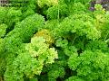 2003-1108parsley